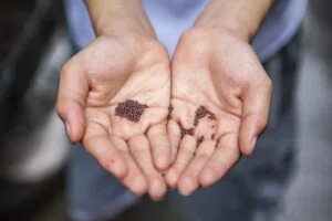 El grano de mostaza es la mas pequeña de las semillas