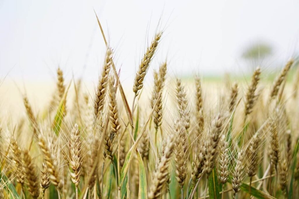 Un campo donde esta el trigo y la cizaña